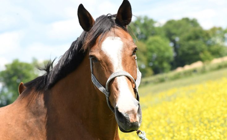 Volonté de Riverland